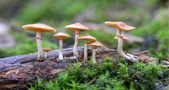 च्याउ खाँदा चार जना बिरामी